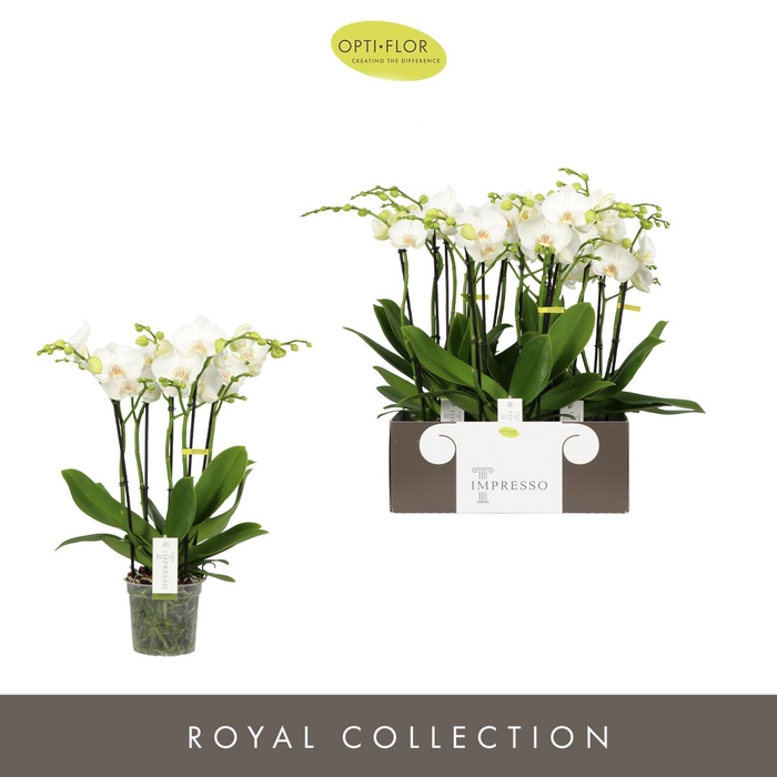 <h4>Phalaenopsis wit meer takken</h4>