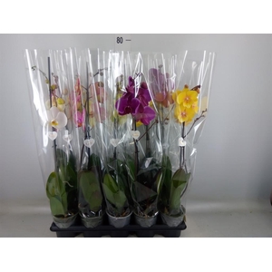 Phalaenopsis   ...mix