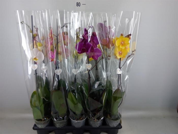 <h4>Phalaenopsis ...mix</h4>