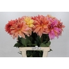 Dahlia Babylon Bronze