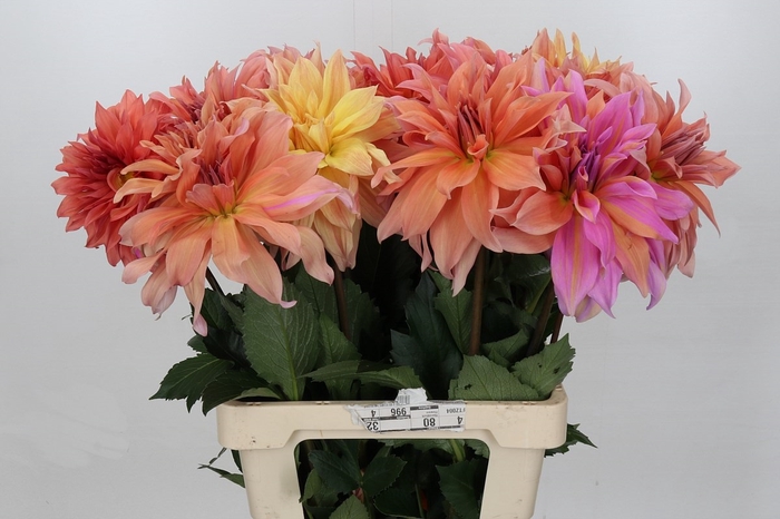 Dahlia Babylon Bronze