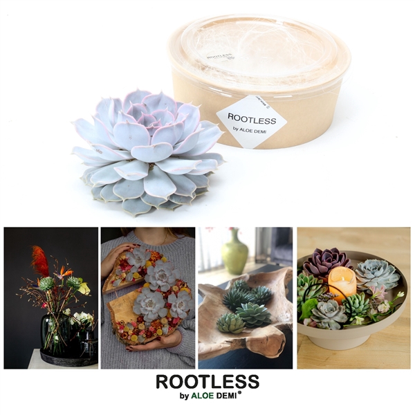 <h4>ROOTLESS Echeveria lilacina 12-14 cm kraft box DIY</h4>