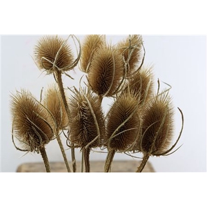 DRY DIPSACUS NATURAL