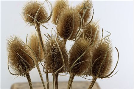 <h4>DRY DIPSACUS NATURAL</h4>