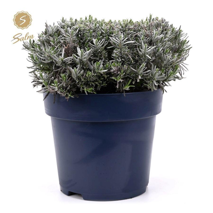 <h4>Lavandula ang. 'Felice Premium Provence'® P27</h4>