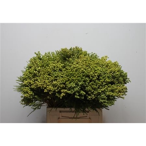 Kaaps Berzelia Lanuginosa Young
