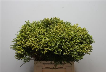 <h4>Kaaps Berzelia Lanuginosa Young</h4>