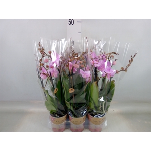 Phalaenopsis multi.   ...rose