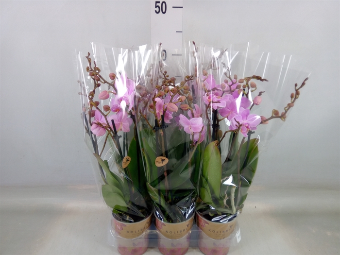 <h4>Phalaenopsis multi.   ...rose</h4>