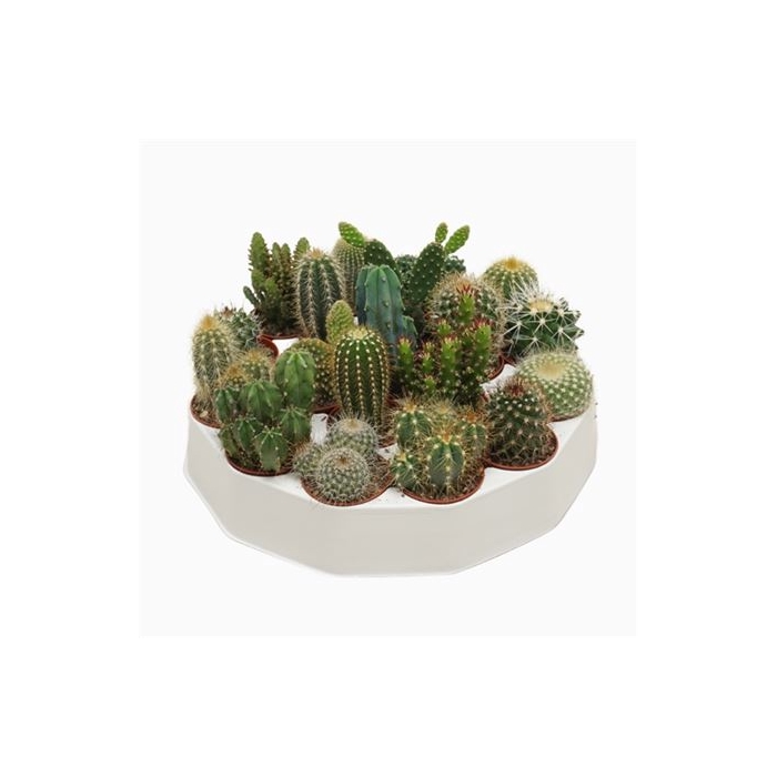 <h4>Cactus Gemengd Rondella</h4>