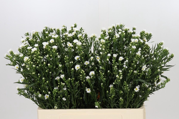 <h4>Aster Paquita</h4>