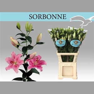 Li Or Sorbonne (rijper)