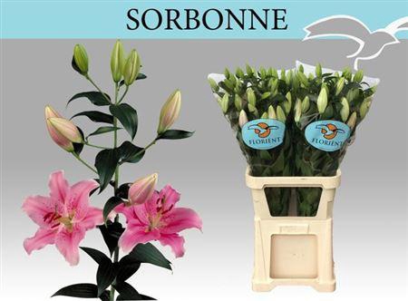 <h4>Li Or Sorbonne 5+</h4>