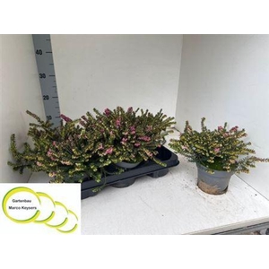 Eric Da Kramers Rote P15