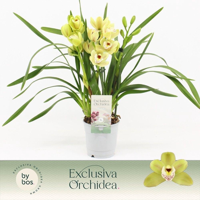 <h4>Cymbidium, Wild Anna Compact 3-spike 'Exclusiva Orchidea'</h4>