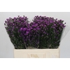 Aster Baby Pink