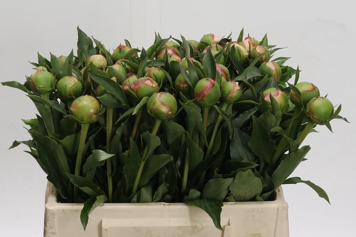 <h4>Paeonia Alertie</h4>