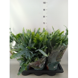 Phlebodium aureum 'Blue Star'