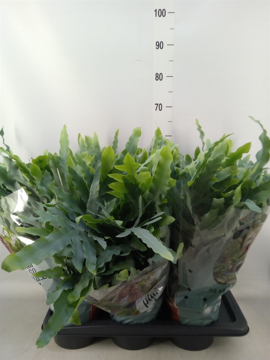 <h4>Phlebodium aureum 'Blue Star'</h4>