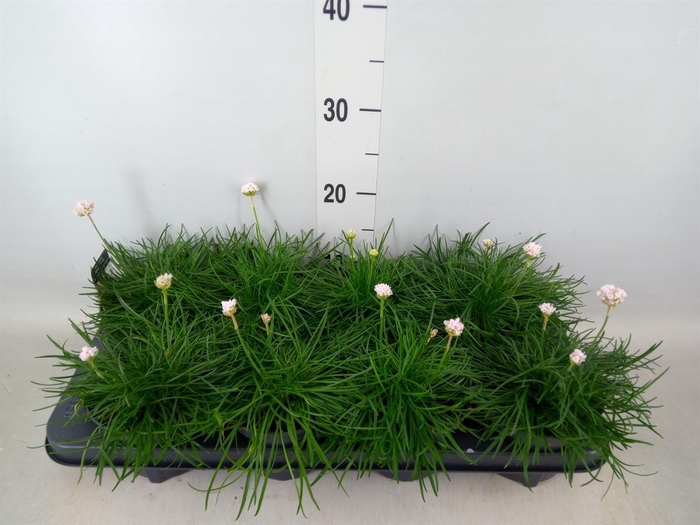 <h4>Armeria maritima 'Alba'</h4>