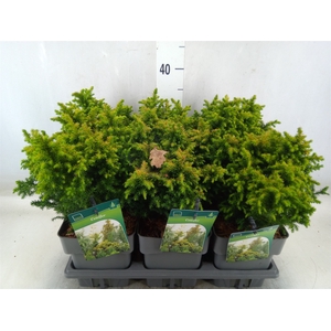 Conifers   ...