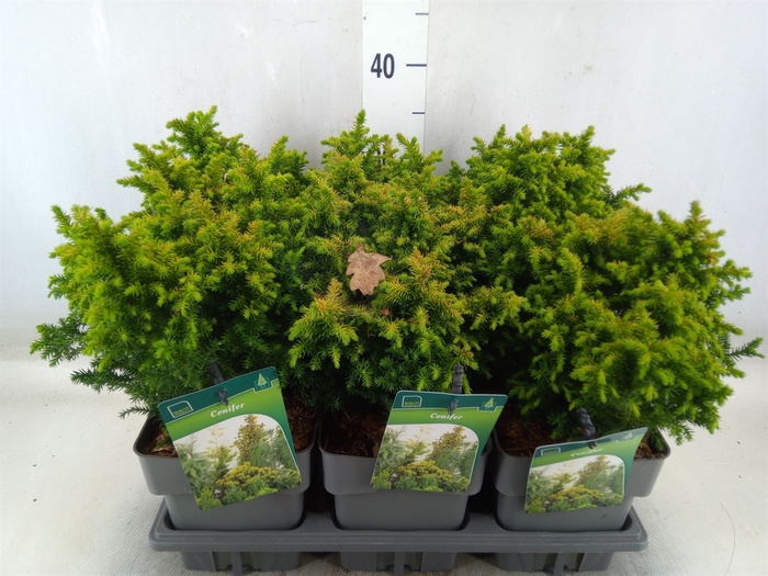 <h4>Conifers   ...</h4>