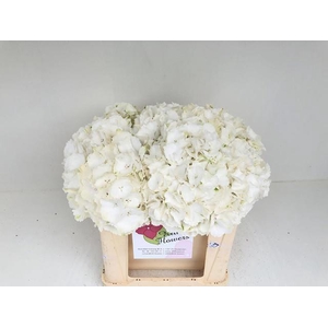 HYDR M CH WHI VERENA