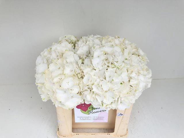 <h4>HYDR M CH WHI VERENA</h4>