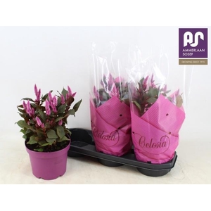 CEL WILD PINK