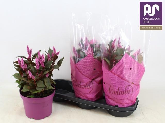 <h4>CEL WILD PINK</h4>