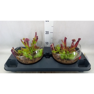 Vleesetende planten