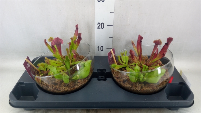 <h4>Vleesetende planten</h4>