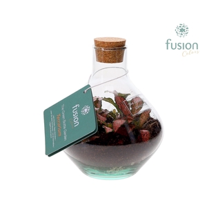 Terrarium John Mini met Fittonia