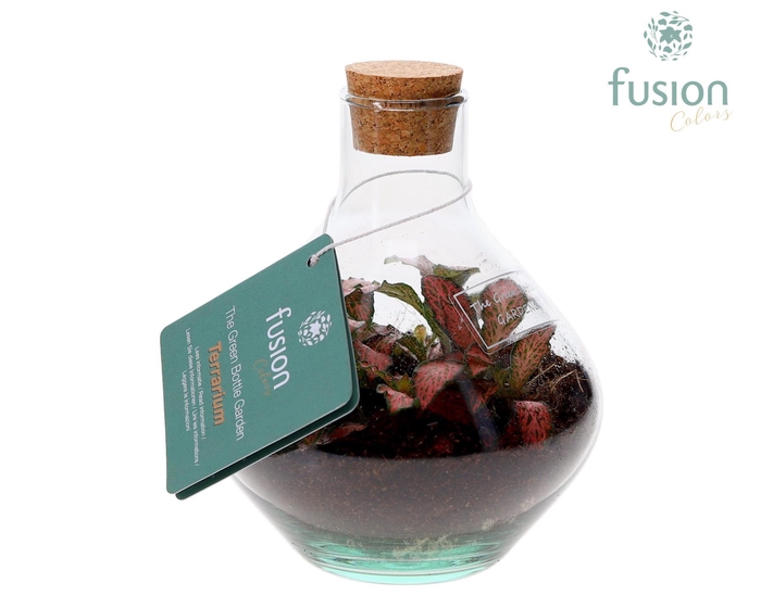 <h4>Terrarium John Mini met Fittonia</h4>