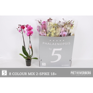 PHAL GEM 8 KL