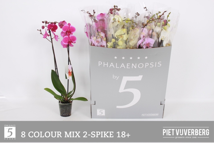 <h4>PHAL GEM 8 KL</h4>