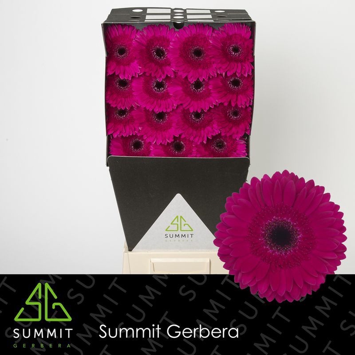 Gerbera Passoa Diamond