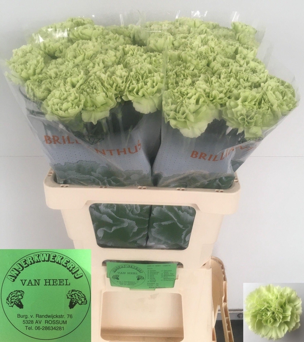 <h4>DI ST GREEN SHOT</h4>