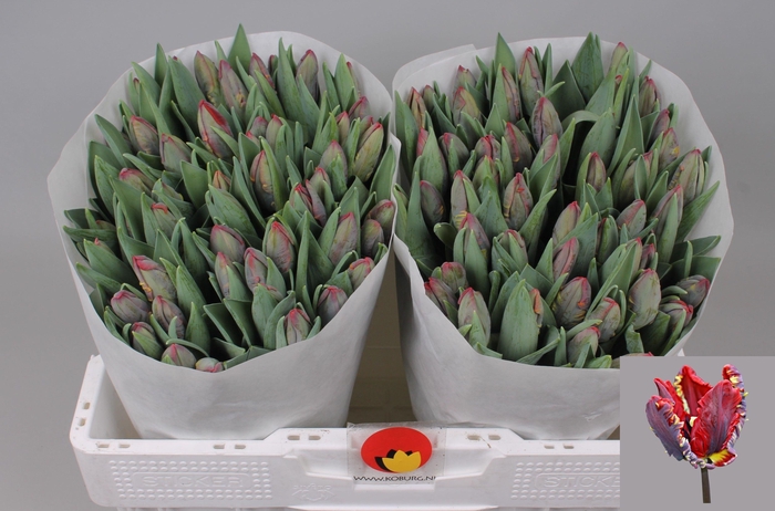 <h4>TU PA ROCOCO</h4>