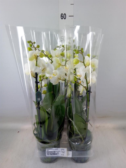 <h4>Phalaenopsis multi.   ...white</h4>