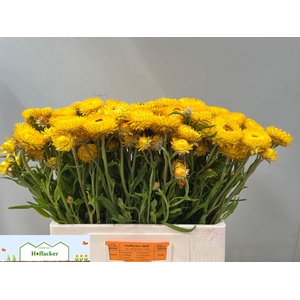 HELICHRYSUM OV