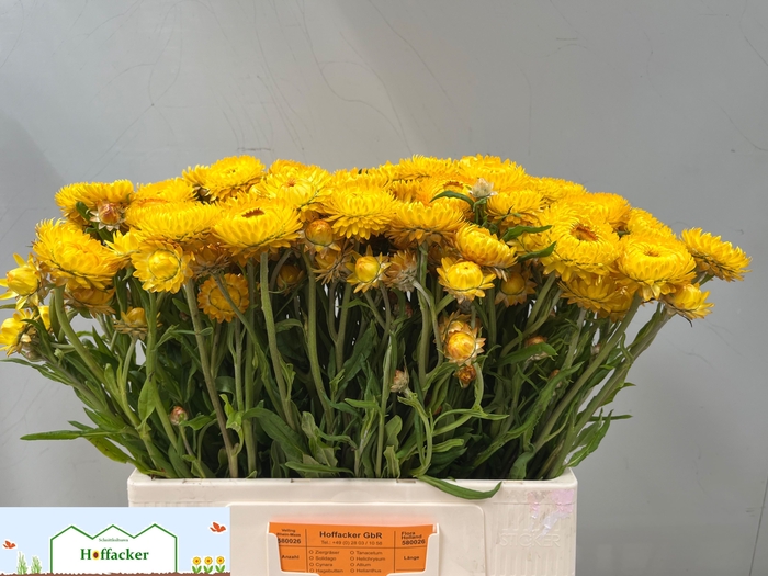 <h4>HELICHRYSUM OV</h4>