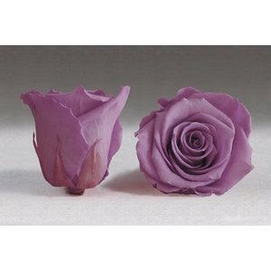 Rose stab. L vio-02