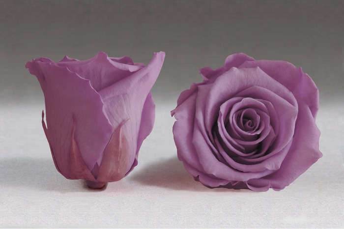 Rose stab. L vio-02