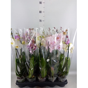 Phalaenopsis   ...mix