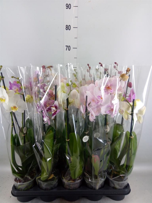 <h4>Phalaenopsis   ...mix</h4>