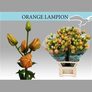 Li La Orange Lampion