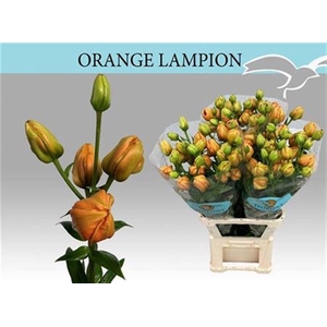 Li La Orange Lampion