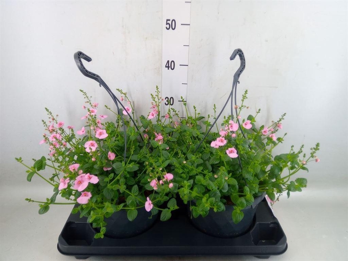 <h4>Diascia  'FlyColors'   ...mix</h4>