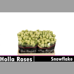 R TR SNOWFLAKE